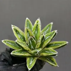 2025年最新】輝山 アガベの人気アイテム - メルカリ