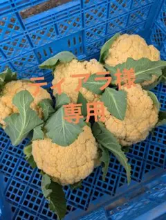 ティアラ様専用