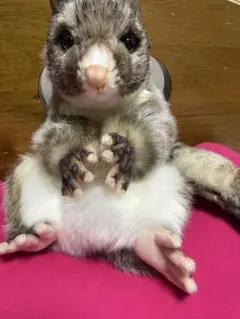 BH7357 HANSA ハンドパペット ブラッシュテイルポッサム 45