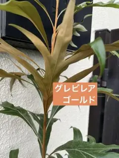 グレビレアゴールド バイレヤナ６号 約130㌢ 特徴的な葉 庭木 シンボルツリー グレビレアゴールド バイレヤナ6号 約130㌢ 特徴的な葉 庭木 シンボル