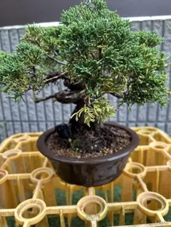 盆栽 真柏 捻転幹 鉢植えのサムネイル