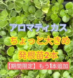 アロマティカス 発根苗 3本セットのサムネイル