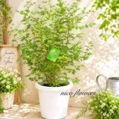 ソフォラ リトルベイビー メルヘンの木 1 ファイバーセメント鉢 植え込み発送 ソフォラ リトルベイビー メルヘンの木 1 ファイバーセメント鉢
