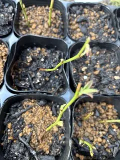 お値下げ交渉承りますecoちゃん様 リクエスト 3点 まとめ商品