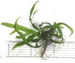 かさはら様 リクエスト 2点 まとめ商品