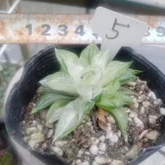 多肉植物 旧氷砂糖 錦 2苗抜き苗 - メルカリ