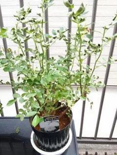 春咲きツルバラ　大株仕立て　8メートル 春咲きツルバラ 大株仕立て 8メートル - メルカリ