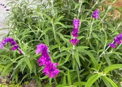 うさこ様 リクエスト 2点 まとめ商品