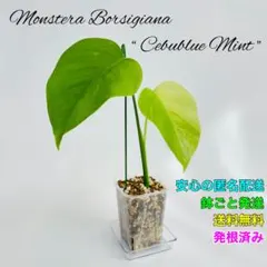 モンステラ　ボルギシアナ　ミント斑入り　美作品 モンステラ ボルギシアナ ミント斑入り 美作品 – JolieNursery