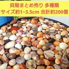 貝殻まとめ売り 多種類(20種類以上) サイズ約1~3.5cm 合計約200個