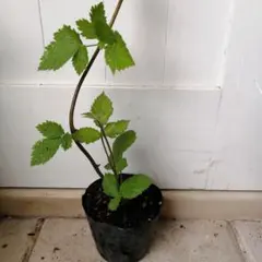 ブラックベリー　トリプルクラウン　幼苗　取り木苗　抜き苗