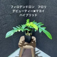 フィロデンドロン　フロリダビューティー✖️マヨイ　ハイブリッド フィロデンドロン キティナ (フロリダビューティー x マヨイ
