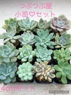 多肉植物 つぶつぶ屋さん♡小苗セットのサムネイル
