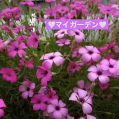 【花種】ビスカリア　ピンクエンジェル❣️