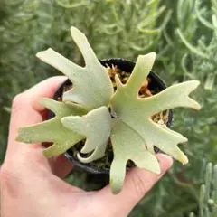 2026年最新】ビカクシダ ジェニーの人気アイテム - メルカリ