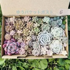✾6ちまちま寄せ植え　カット苗　多肉植物　寄せ植えセット　詰め合わせ