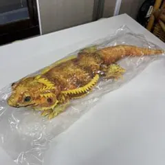 ネコザメ 標本 剥製 - メルカリ