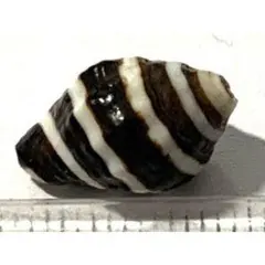 Item thumbnail for item 683f447e-1648-4a24-a114-03475471c0d4