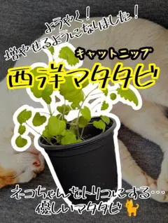 Item thumbnail for item 6340e258-b05f-420a-88ea-8bb10617727d