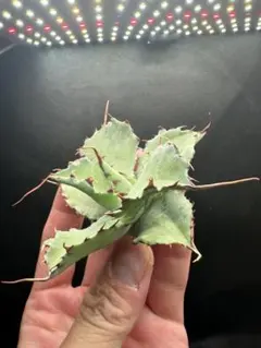 ユダ様 リクエスト 2点 まとめ商品