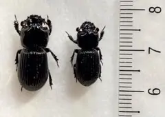 カミキリムシ標本 【ノコギリカミキリ】昆虫標本 - メルカリ