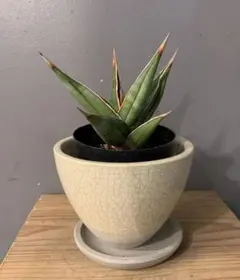 2026年最新】サンスベリア ピングイキュラの人気アイテム - メルカリ