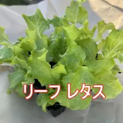 2026年最新】レタス苗の人気アイテム - メルカリ