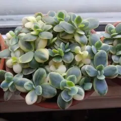 優飛mama様 リクエスト 2点 まとめ商品