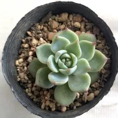 Taniku0141様 リクエスト 3点 まとめ商品