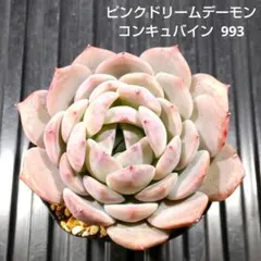 ピンクドリームデーモンコンキュバイン 993 エケベリア 多肉植物 抜き苗