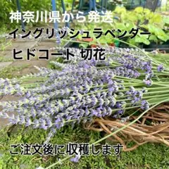 花苗】イングリッシュラベンダー ナナロゼア ポットごと発送 ピンク