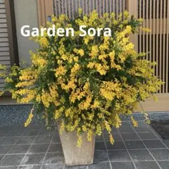 満開は感動！エニシダ　挿し穂　2本のサムネイル