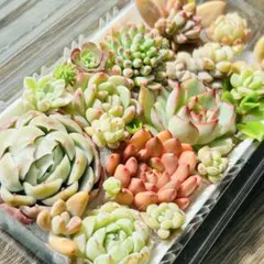 2026年最新】多肉植物 カット苗 詰め合わせ 多肉弁当の人気アイテム