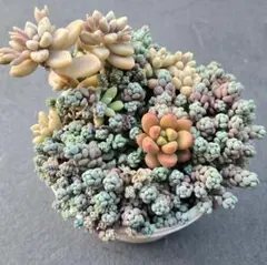 多肉植物 セダム ★ミックス寄せ植え★ 抜き苗