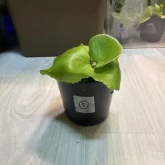 グリマー様 リクエスト 2点 まとめ商品