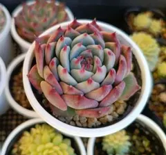 2026年最新】多肉リンゼアナの人気アイテム - メルカリ