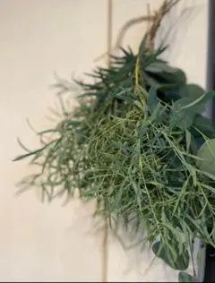 ユーカリ インテリア