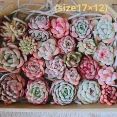 tenten様 リクエスト 2点 まとめ商品