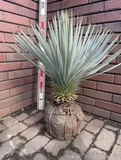 2025年最新】ユッカロストラータの人気アイテム - メルカリ