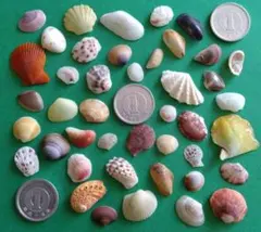 主役は二枚貝♪セット⑫☆　貝殻　シーグラス　シーグラスアート　標本　二枚貝　標本