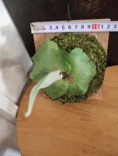 ビカクシダ ドワーフタツタのサムネイル