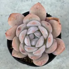 特価 多肉植物 レッドモンロー 抜き苗 ポット7センチ - メルカリ