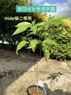 ホワイトサポテ特大苗 120cm ホワイトサポテ特大苗 120cm