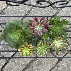 多肉植物 アエオニウム カット苗セット② ◎メルカリ便◎