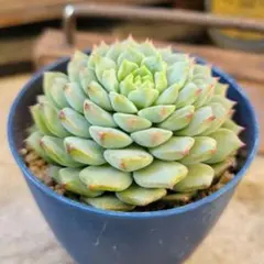 ⭐︎tanikunoko⭐︎様 リクエスト 4点 まとめ商品