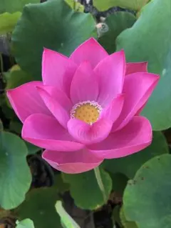 【次郎様専用】喜上眉梢⑥蓮のレンコン、ハスの苗、はすの花