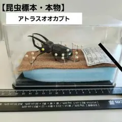 ネプチューン、コーカサス、アトラス 3種セット標本 ネプチューン、コーカサス、アトラス 3種セット標本 - メルカリ