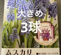2026年最新】ムスカリ 球根 ミックスの人気アイテム - メルカリ