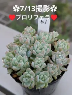 多肉植物 プロリフェラ 抜き苗 写真全て - メルカリ