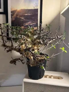 コミフォラカタフターカネンシスrawlifefactory宝掌付き(欠け有り) コミフォラカタフターカネンシスrawlifefactory宝掌付き(欠け有り